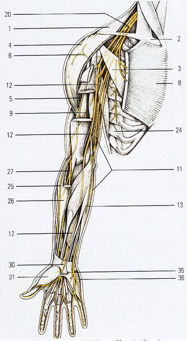 Дисплазия костных элементов плечевого сустава 