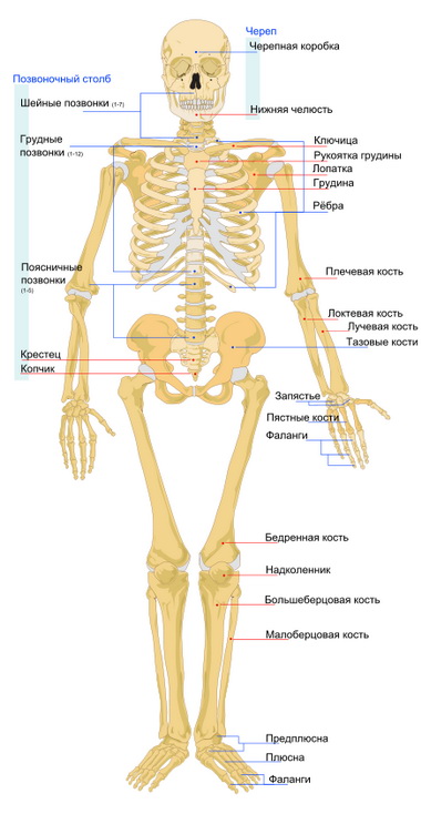 Костный скелет человека